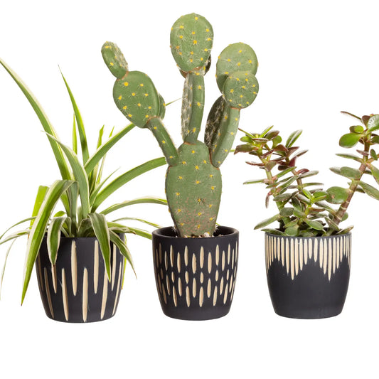 Allar Black Sgraffito Mini Planters - Set of 3